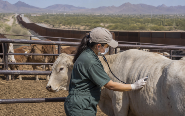 Ganado en corral de inspección junto a personal veterinario y una frontera desértica en Sonora.